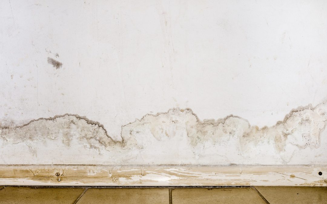 The Essentials of Mold Remediation: How We Safeguard Your Property