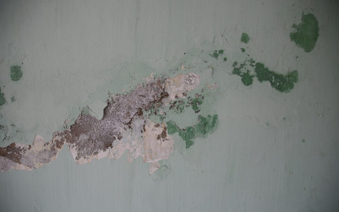 Signs Your Property Needs Mold Remediation